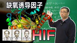 缺氧时人体会有什么变化？癌症治疗又有新方法！【2019诺贝尔医学奖解读】