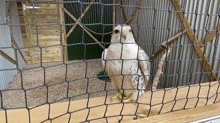 GYR x Saker Falcon hybrid