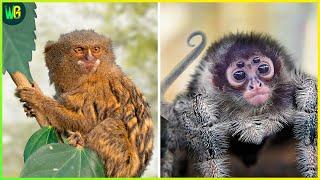 दुनिया के सबसे अनोखे बंदर  | 10 Rarest Monkeys in the World | Rare Monkey Species