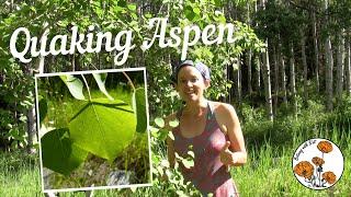 Quaking Aspen (Ep. 15) - Botany with Brit