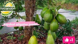KE UNGGULAN ALPUKAT ALIGATOR JUMBO SUPER LEBAT
