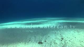 underwater: sandy ocean floor stock footage: sand001