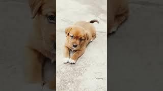 Pawsitive World  #shorts #ytshorts #youtubeshorts #cute #funny #animals