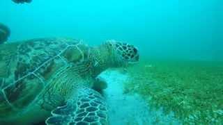 Scuba Diving - Sabang Wreck, Puerto Galera, Philippines