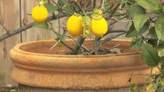 eGuide for WaterSmart Lifestyle: Growing Citrus in Containers