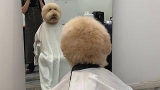 My Dog Grooming at a Human Hair Salon