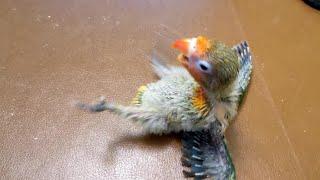 The sweetest baby lovebird finding its legs takes a hilarious tumble