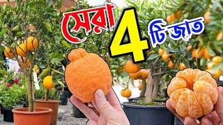 একদম সামান্য যত্নেই বাজিমাত। Citrus প্রেমী হলে এই জাতগুলো এক্ষুনি সংগ্রহ করুন. Best Citrus varieties