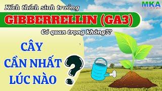 Nông dân cần biết - Hiểu về GA3 đầy đủ nhất? Cách sử dụng GA3 hiệu quả nhất