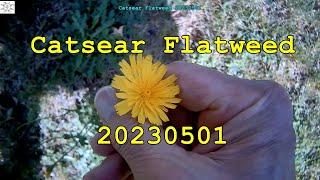 Catsear Flatweed 20230501