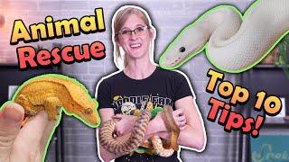 10 Tips for Running a Reptile Rescue!