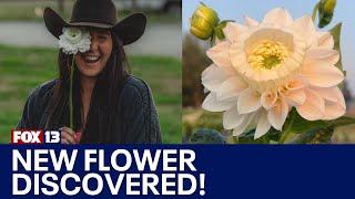 Daffodahlia discovered at WA flower farm | FOX 13 Seattle