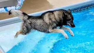 My Husky JUMPS Into the POOL For the FIRST TIME This YEAR!  The BIG Pool Is Open!