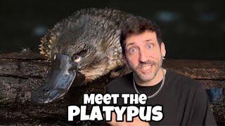 Is the Platypus the most unique animal in the world?