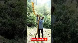 Baba suresh  king cobra master#shorts #youtubeshorts #kingcobra #snake