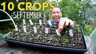 10 Crops You Can Still Plant In September!