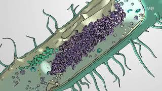 JoVE Core: Bio | What Are Cells?