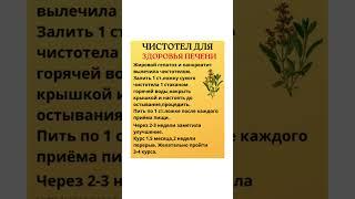 Чистотел для здоровья печени  #народнаямедицина #здоровьепечени