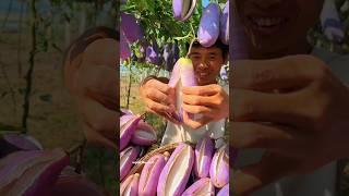 How To Growing Unique Fruits Trend Innovation in Akebi Best Nature -Wonderful #short #fruit #farming