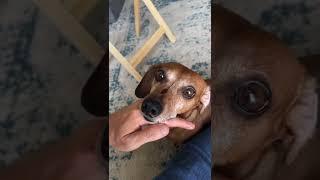 the almost-petting challenge with Ricky | #dachshund #challenge #dog