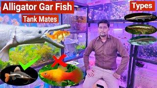 Alligator Gar Fish || Care, Types, Tank mates, tank size || Pari Aquarium Shop, Kurla Fish Market