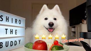 Shiro Reviews Different Types of Food [Dog ASMR]