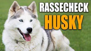 Alaskan Malamut & Siberian Husky Rassecheck - Rasseportrait, Rassebeschreibung, Informationen