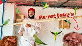 Surprise Green Parrots K Bachy Nikal Aye  | Ahma Daily pets Vlogs