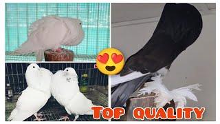 Top 1 Most Beautiful gaditano Pigeons In The World | Gaditano Pouter pigeon | fancy pigeon farm