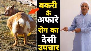 बकरियो में अफारा रोग होने पर उनका उपचार केसे करे | Goat gastric problem | घरेलू इलाज Ep01