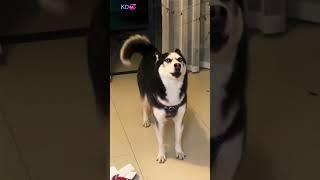 Pets funny #youtubeshorts #petsfunny #foryou #pets #funny    🫶