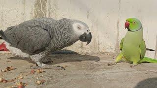 Ringneck & African Grey Parrot Talking To Each-Other