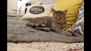 Coffee and kittens: D.C.'s first cat cafe combines the best of both worlds