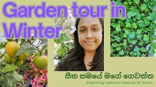 Garden tour in winterසීත සමයේ මගේ පුංචි ගෙවත්ත | නිවාඩු දවසේ මම කරන වැඩ..‍‍@V3Onthemove