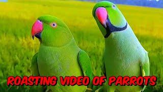 Alexandrine Raw Parrot | Rose-ringed Parakeet #birds #birdslover #talkingparrot #parrotlover #parrot