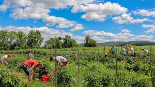 Explore the Dickinson College Farm