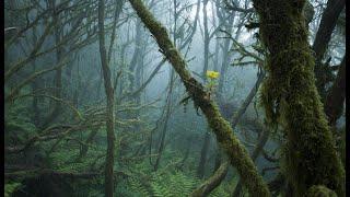 #ParqueNacional de Garajonay 