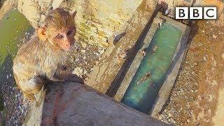 Baby monkey learns to swim and tries a high dive | Spy in the Wild - BBC