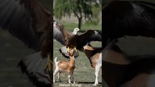 eagle and goats #eagle #goat #wildanimals #wildlife #naturelovers #nature #animals #animalworld #fyp