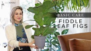 FIDDLE LEAF FIG Ficus Lyrata Plant Care Basics + Resolving Stubborn Issues (Know Your Roots!)