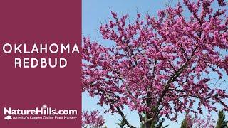 Oklahoma Redbud | NatureHills.com