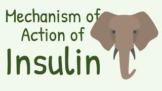 Mechanism of Action of Insulin