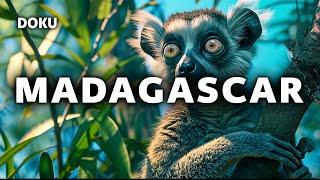 Madagascar (Animal documentary | Madagascar documentary | whole documentary in German)