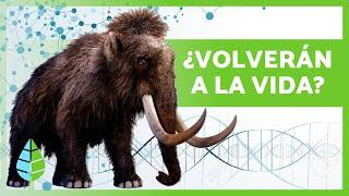 5 ANIMALES EXTINTOS que pueden VOLVER a la VIDA muy pronto  ¿Los Científicos los van a Revivir?