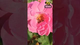 Honeybees smuggling pollen from Damask rose #honeybee #pollen #nectar #rosè #slowmotion #trending