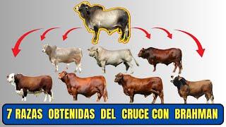 7 razas híbridas que son productos del cruce con la raza Brahman.