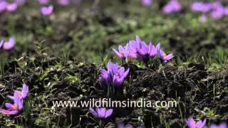 Purple of the saffron flowers shines in Kashmiri fields