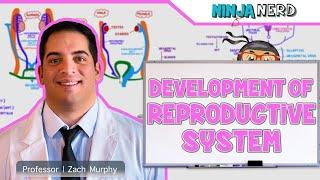 Embryology | Development of Reproductive System