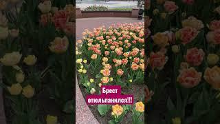 Брест отюльпанился!!! #shortsyoutube