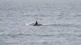 J Pod off Lime Kiln Point | June 26, 2023